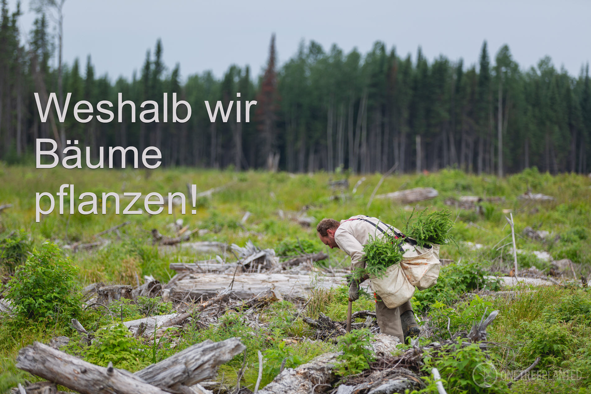 Warum wir Bäume pflanzen statt unsere Kunden zu beschenken